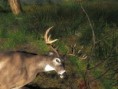 /album/the-hunter/a2012-12-21-1908-redfeather-falls-whitetail-deer-127-953-jpg/